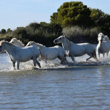 Miracles Parking Gratuit *